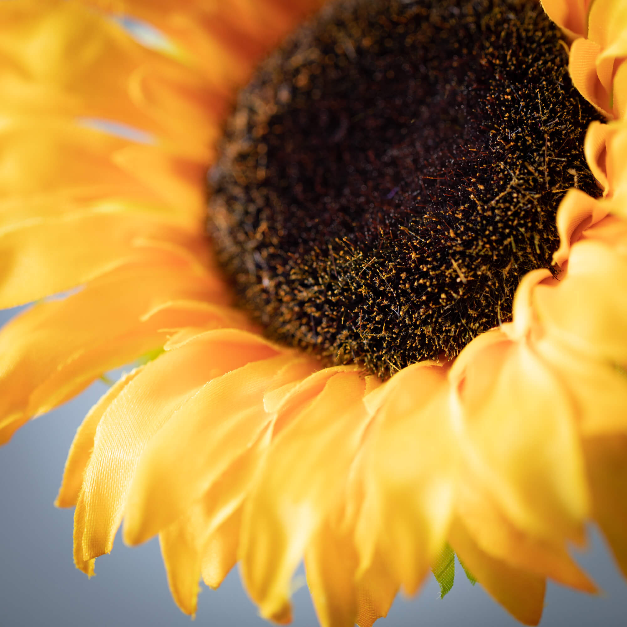 Bold Yellow Sunflower Stem