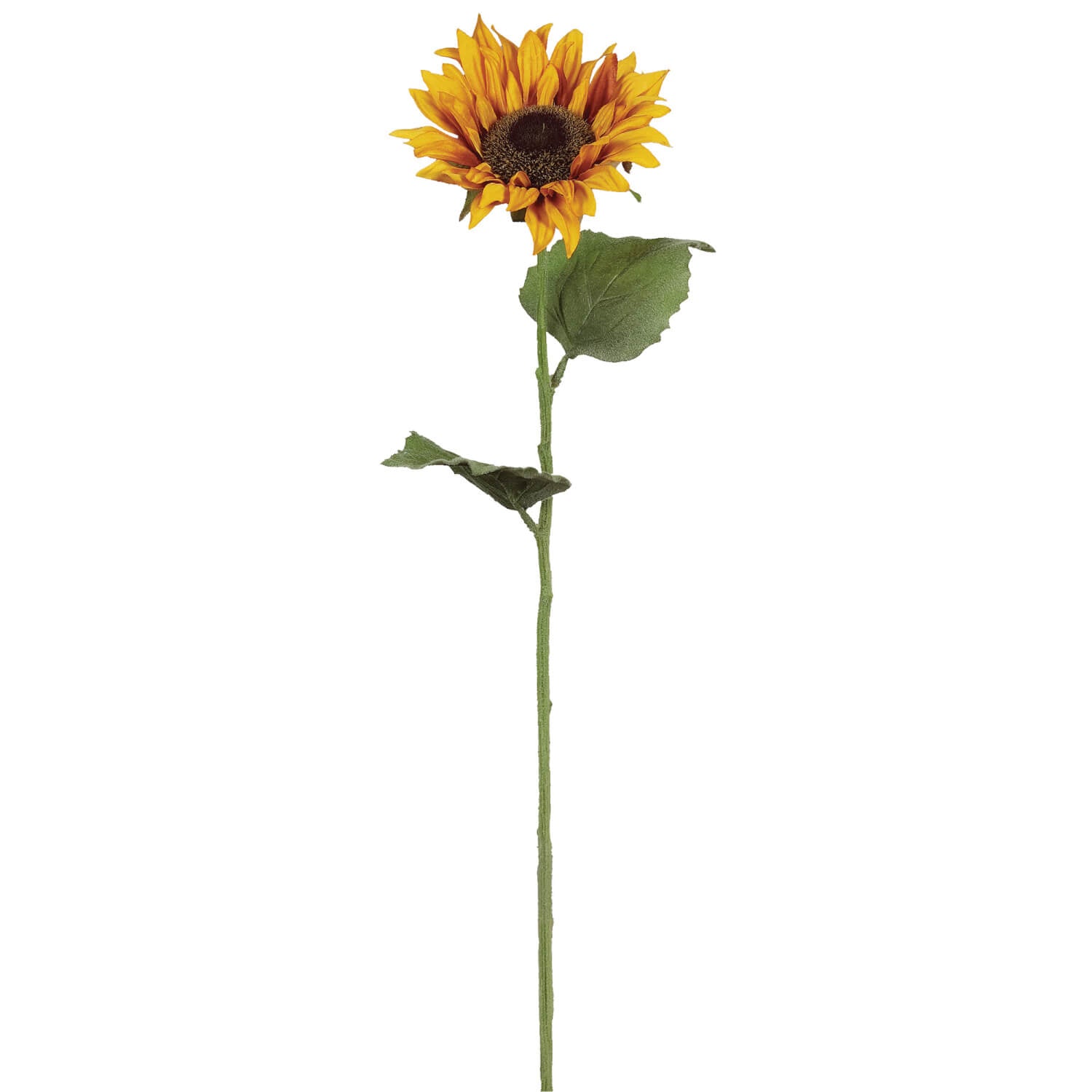 Sunflower Stem